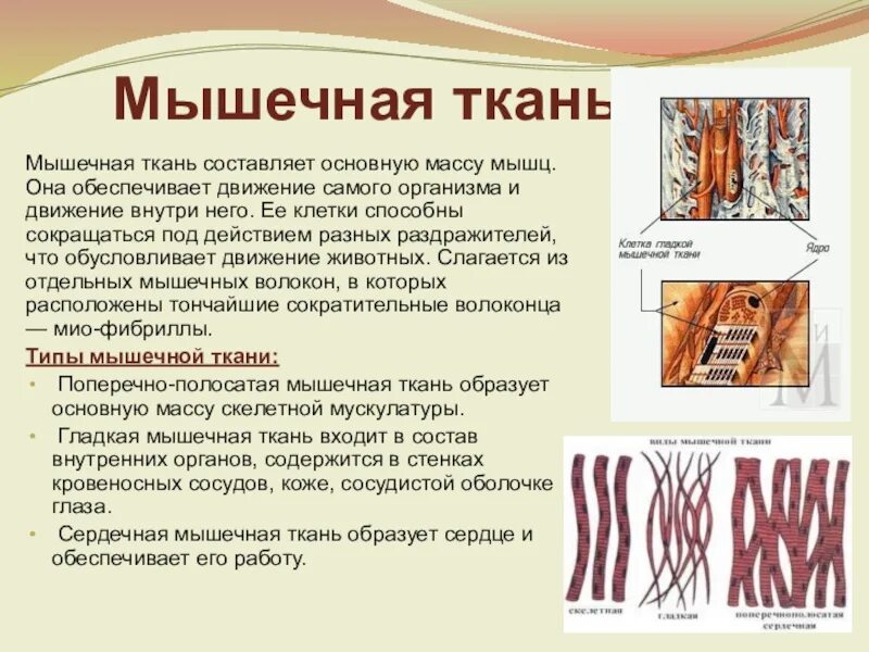 Ткань обеспечивающая движение. Ткани животных. мышечная ткань животных. мышечные ткани животных таблица. ткани в животном организме.