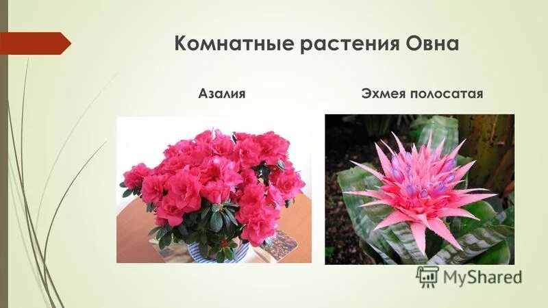 Цветы для овна женщины