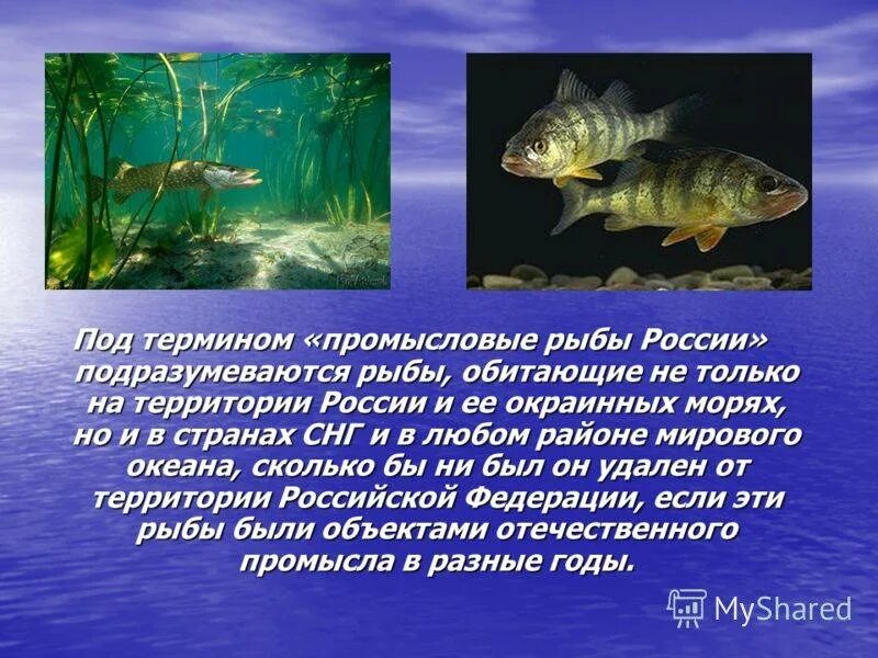 Моря имеющие промысловое значение. Моря имеющие промысловое значение