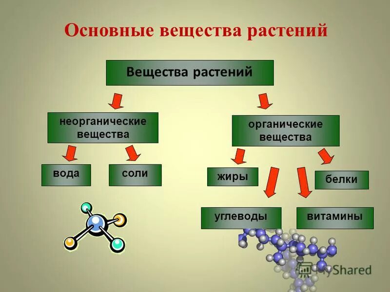 Который входит в группу основных. Органические вещества и неорганические вещества биология 6 класс. Органические вещества растений. Органические и неорганические вещества растений. Минеральные и органические вещества растений.