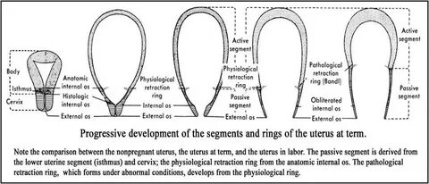 Internal length