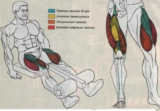 Разгибание бедра в тренажере техника. Сгибание ног сидя в тренажере техника. Прокачать переднюю мышцу бедра. Упражнение сгибание ног лежа на тренажере. Разгибание ног на квадрицепс.