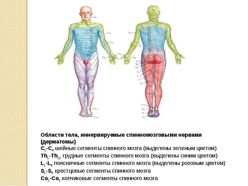 Сегменты туловища. Сегменты спинного мозга и дерматомы. неврология сегментарная иннервация тела. корешки спинного мозга дерматомы. корешки спинного мозга иннервация.