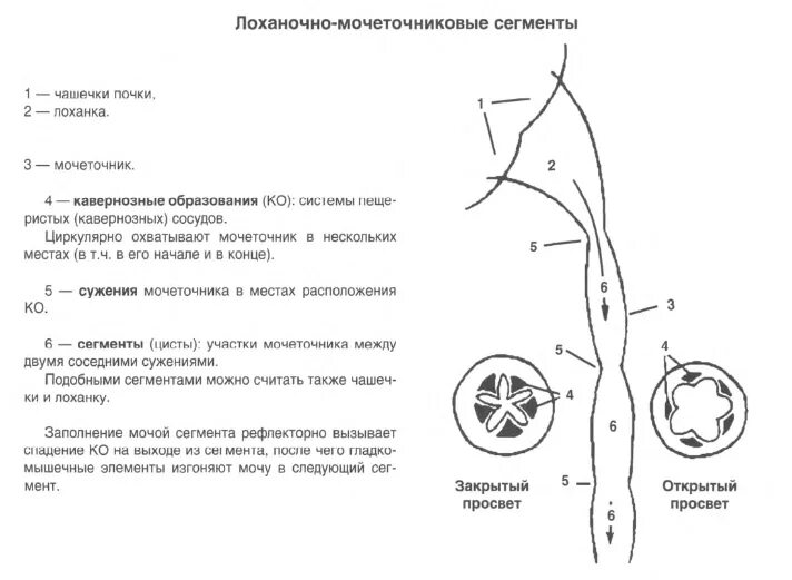 Мочеточникового сегмента. Сегменты мочеточника анатомия кт. сегменты мочеточника схема. сужения мочеточника анатомия. сегментарное строение мочеточника.