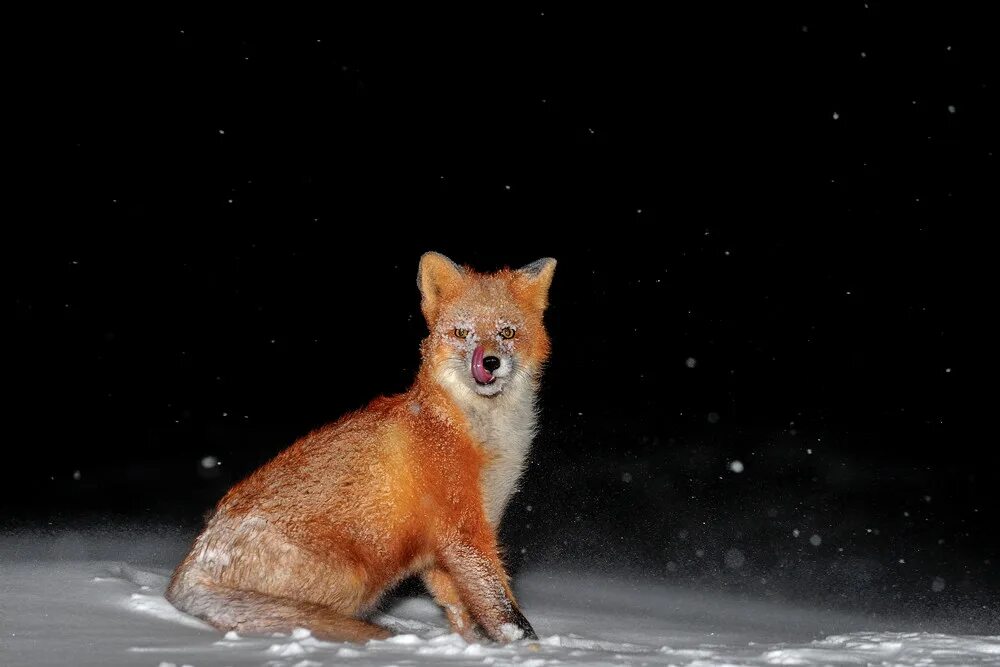 Лиса зимой. Лиса. Лисы ночью. Лиса охотится ночью. Лиса вечер.