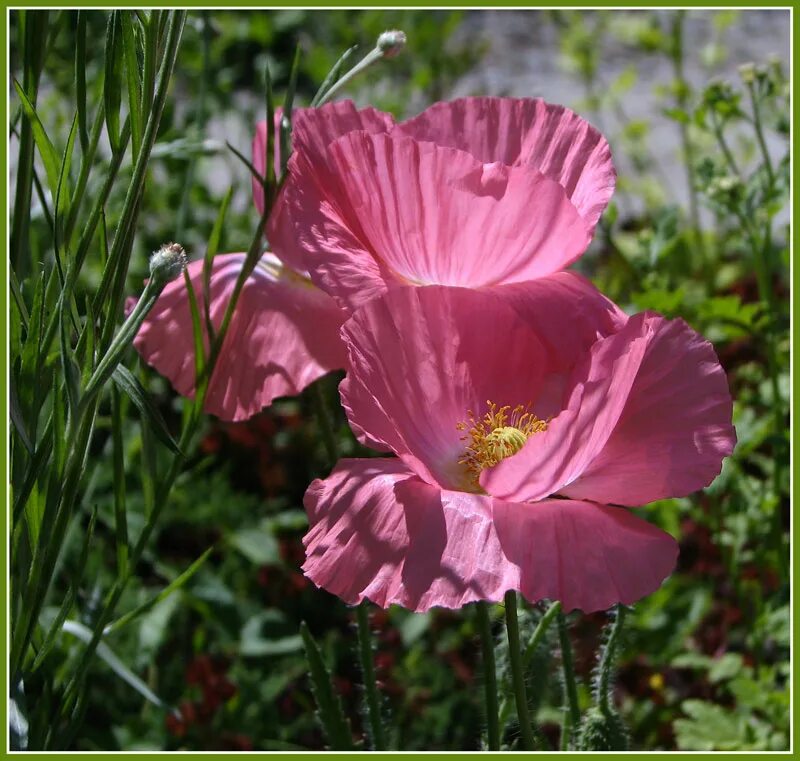 Розовый мак 2. Мак papaver розовый. мак дикий полевой. мак полевой розовый. мак бледно розовый.
