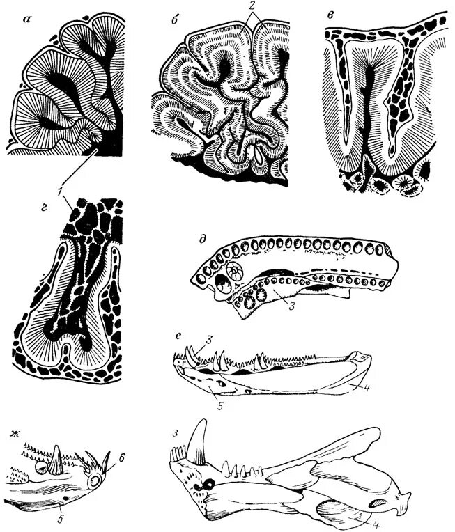 строение зуба животных. инфицированный дентин. плакоидная чешуя хрящевых рыб. строение чешуи хрящевых рыб. строение плакоидной чешуи хрящевых рыб.