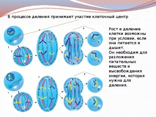 Процессы жизнедеятельности клетки 5 класс деление клетки. Схема строения и деления клетки. Процесс деления клетки 6 класс биология. Схема процесса деления клетки. Изображенная на рисунке структура участвует