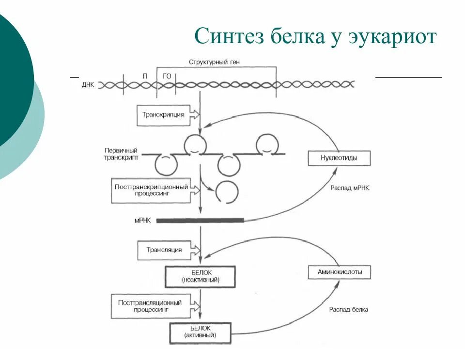 Экспрессия прокариот