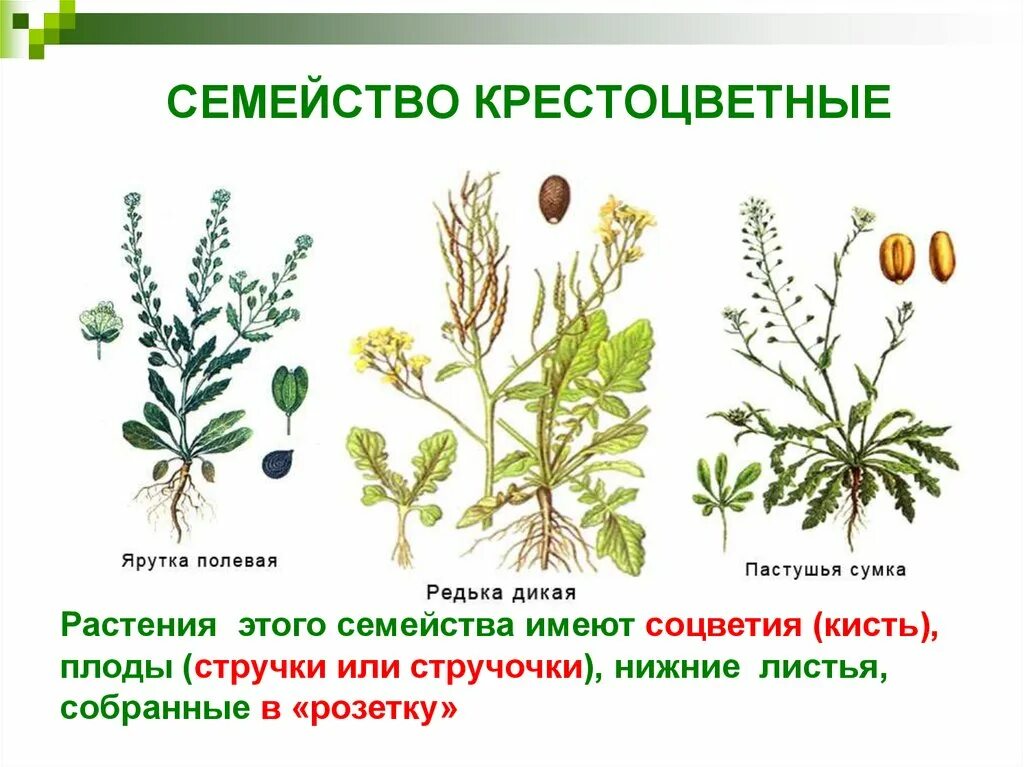 Какого значение крестоцветных растений в жизни человека. Дикорастущие крестоцветные растения. Растения семейства крестоцветных. Травы семейства крестоцветных. Лекарственные растения семейства крестоцветных.