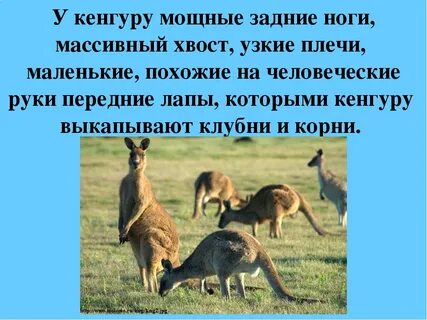 Кенгуру откуда название