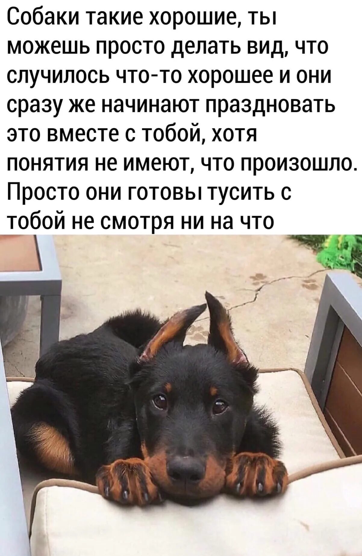 Собака не предаст. Цитаты про любовь и предательство. Цитаты про предательство друзей. Преданность собаки. Собаки самые преданные друзья.