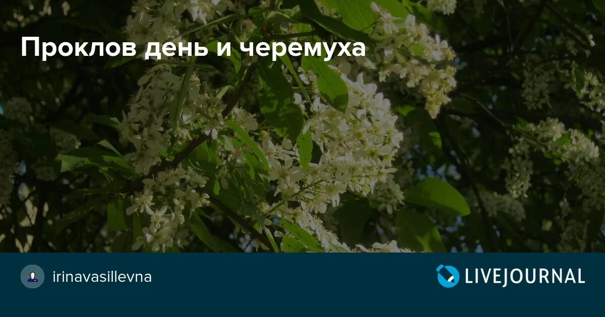 Черемуха приметы. Проклов день. Проклов день 4 мая. Приметы про черемуху. Проклов день (Ляльник).