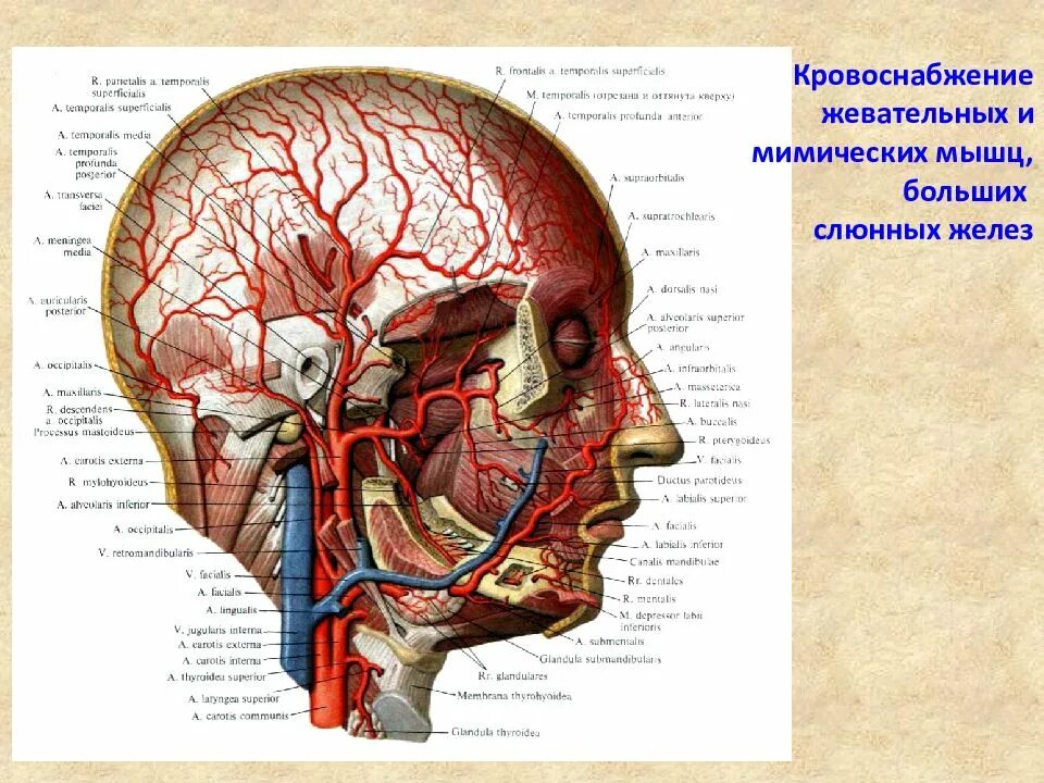 Кровоснабжение внутреннего