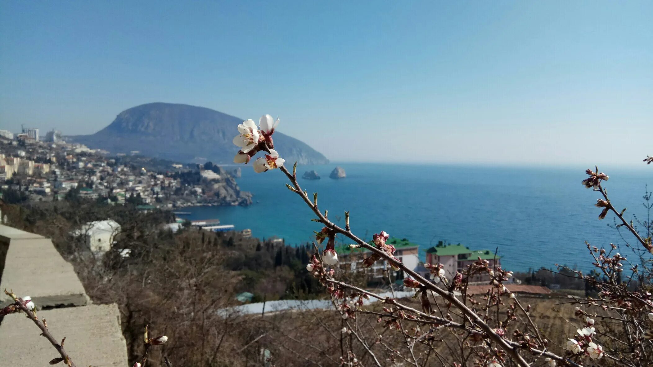 Ялта погулять. Крымские цветы в Гурзуфе. Магнолия Гурзуф.