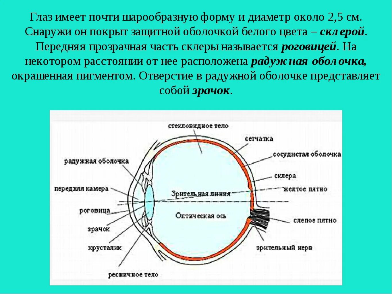 Зрительная и оптическая ось глаза. Передняя оболочка глаза. Передняя прозрачная часть склеры. Оптическая система глаза. Склера сетчатка слепое