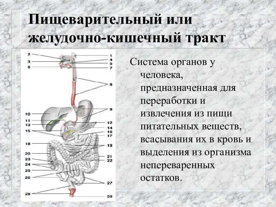 Интенсивное всасывание. Органы пищеварительного тракта. отделы пищеварительного тракта человека. пищеварение в органах желудочно-кишечного тракта. всасывание веществ в пищеварительном тракте.