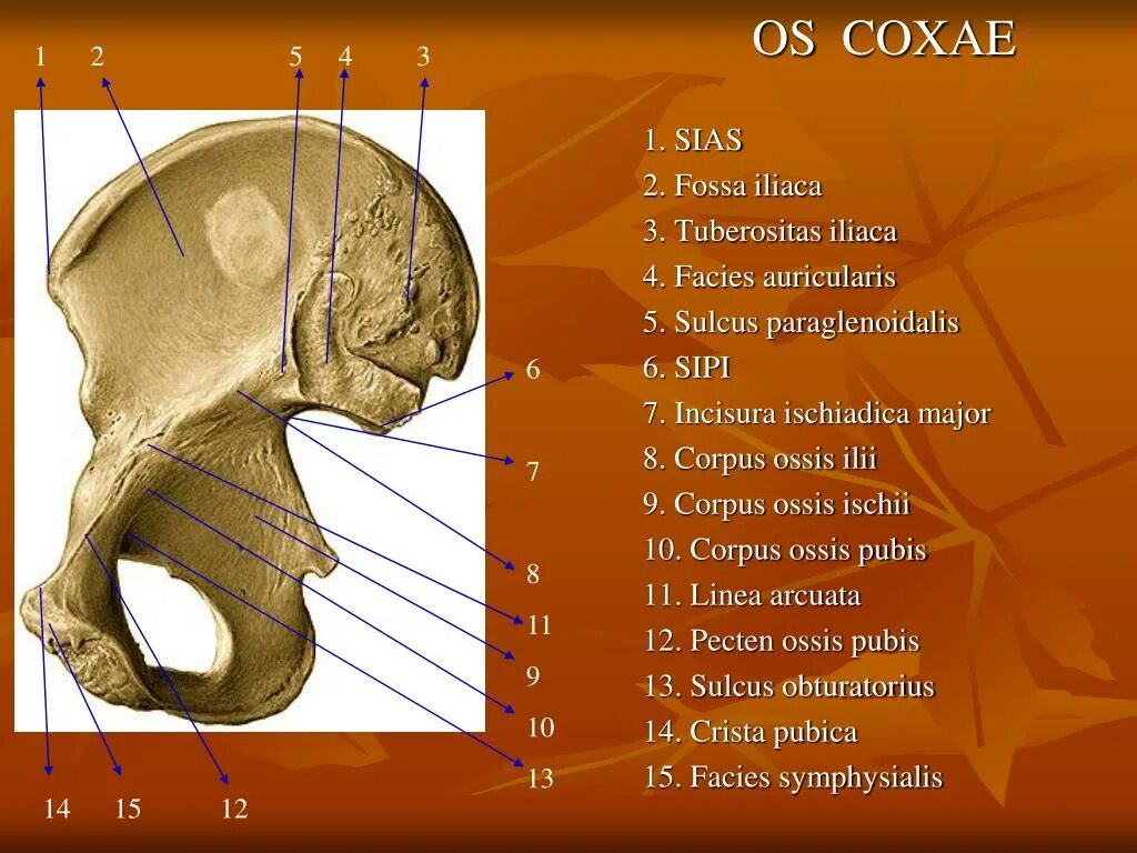 Tuberositas Ossis scaphoidei. Incisura ischiadica Major. Os Coxae Синельников. Os Coxae анатомия на латыни. Приводящие латынь