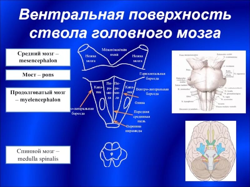 Вентральная поверхность продолговатого мозга. Вентральная поверхность ствола головного мозга. Вентральной поверхности myelencephalon.. Функциональная анатомия ствола головного мозга. Вентральная поверхность ствола мозга анатомия.