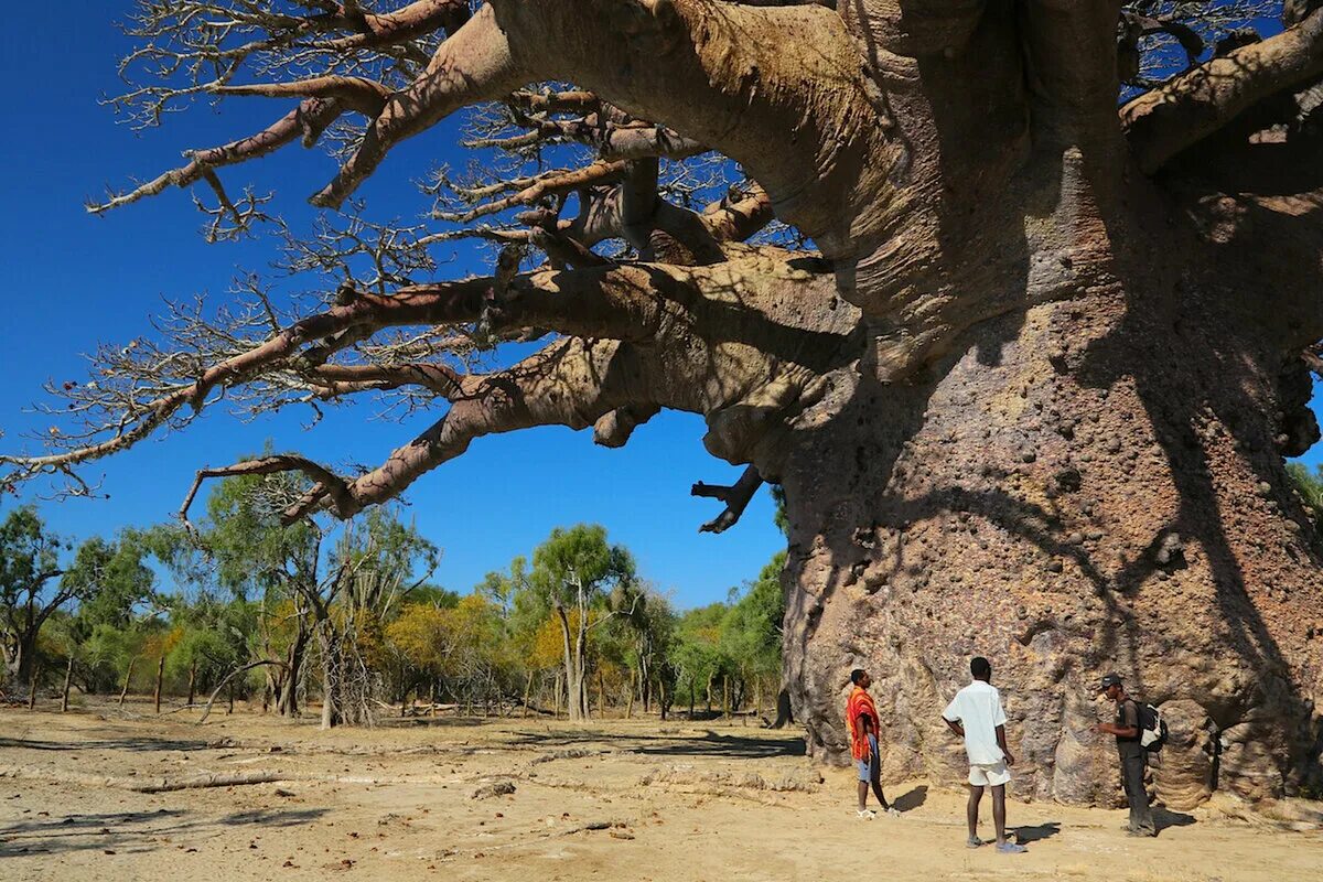Баобаб (Адансония пальчатая. Баобаб Санлэнд. Баобаб Сенегал 6000. Баобаб в Сенегале. Люди живущие на деревьях