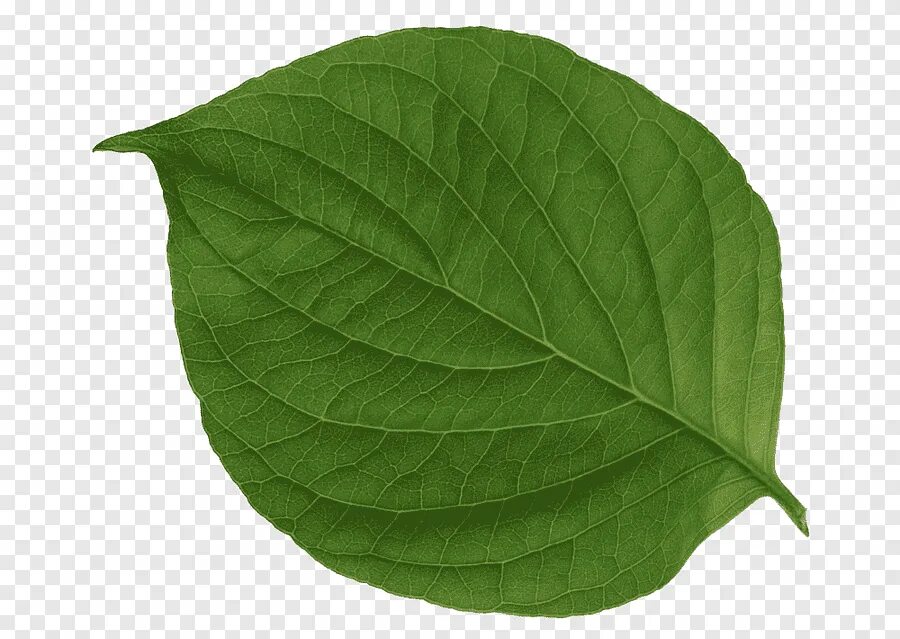 Real leaf