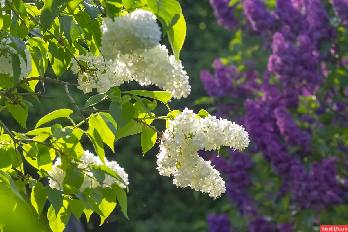 Сирень обыкновенная зорька венера. Сирень с речкой. Пейзажи природы весна сирень. Майский сад сирень черёмуха. Сирень фрэнк паттерсон.