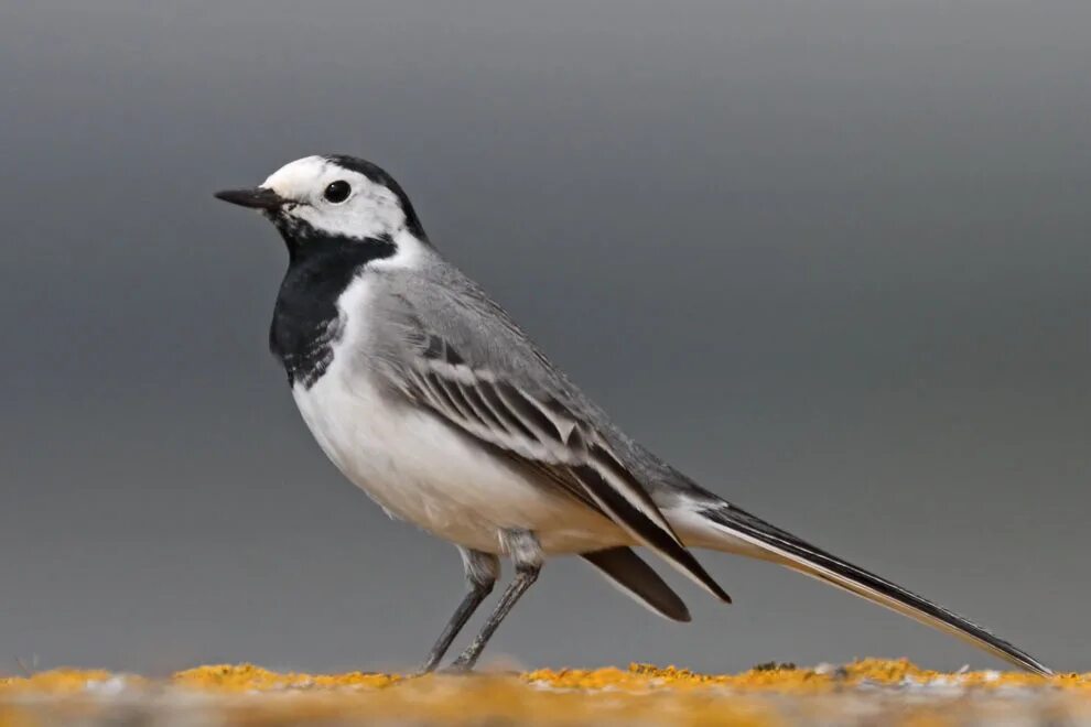 Белая трясогузка Motacilla Alba. Трясогузка белая трясогузка. Красногрудая чекановая трясогузка. Белая трясогузка и серая.