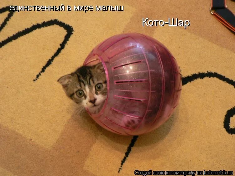 Какой малыш единственный в мире. Виляние хвостом. Изучение мира ребёнком сто то пробует на вкус. Кошки с круглыми ушами. Приколы про олдов.