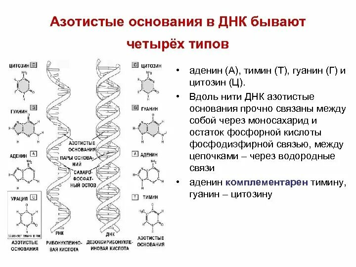 ДНК Тимин гуанин. Азотистые основания ДНК. Строение ДНК азотистые основания. Азотистые основания молекулы ДНК.