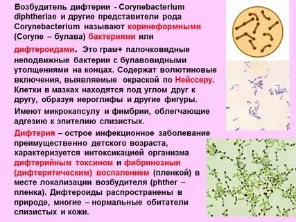 Воздушно капельные инфекции дифтерии