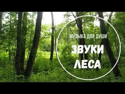 Послушать звуки леса