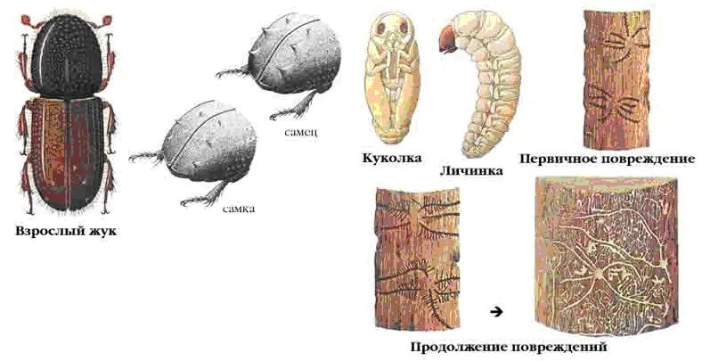 Какой тип развития характерен для короеда