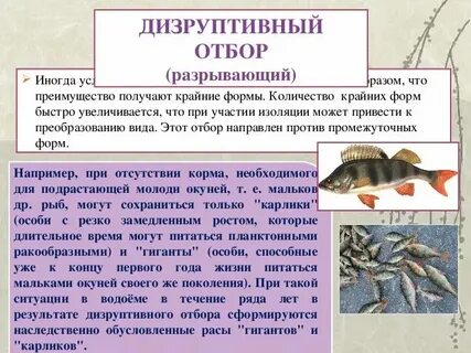 Дизруптивный разрывающий отбор примеры