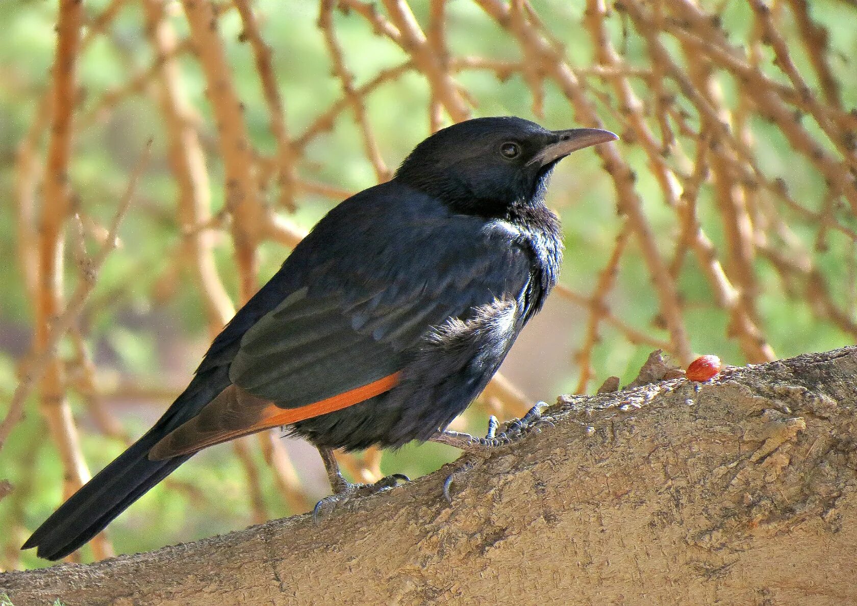 скворец фото. скворец обыкновенный ‒ sturnus vulgaris (l. обыкновенный скворец скворцов. гваделупский скворец. скворец тип.