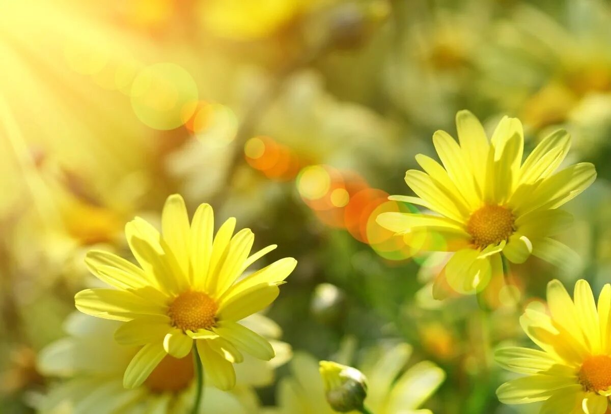 Картинки утро день хорошего настроения. Солнечный цветок. Солнечного настроения. Цветы и солнце. Цветы в солнечных лучах.