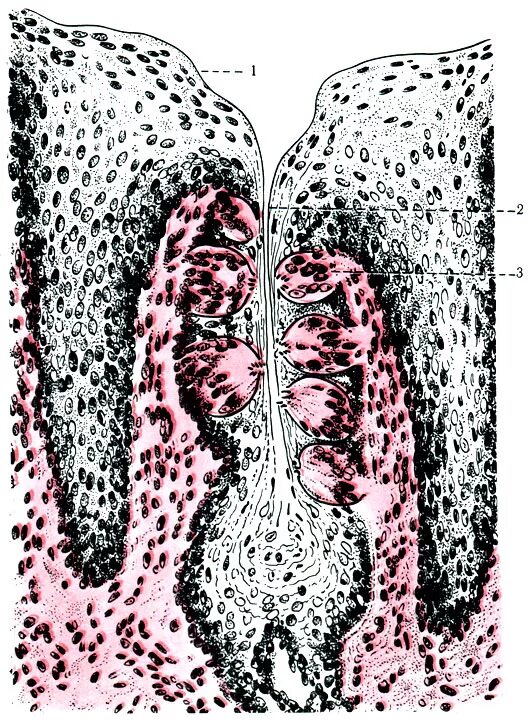 вкусовые сосочки 2. вкусовые сосочки 2. чувствительные сосочки языка. листовидные сосочки языка вкусовые почки гистология. вкусовые сосочки 2.