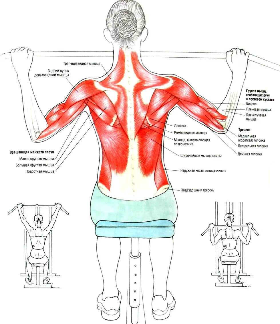Упражнения задействующие мышцы спины. Упражнения на ромбовидные мышцы спины. Упражнения для паравертебральных мышц спины. Упражнения для верхней трапециевидной мышцы спины. Спин удлинит