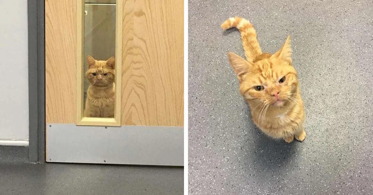 Котопесия блог