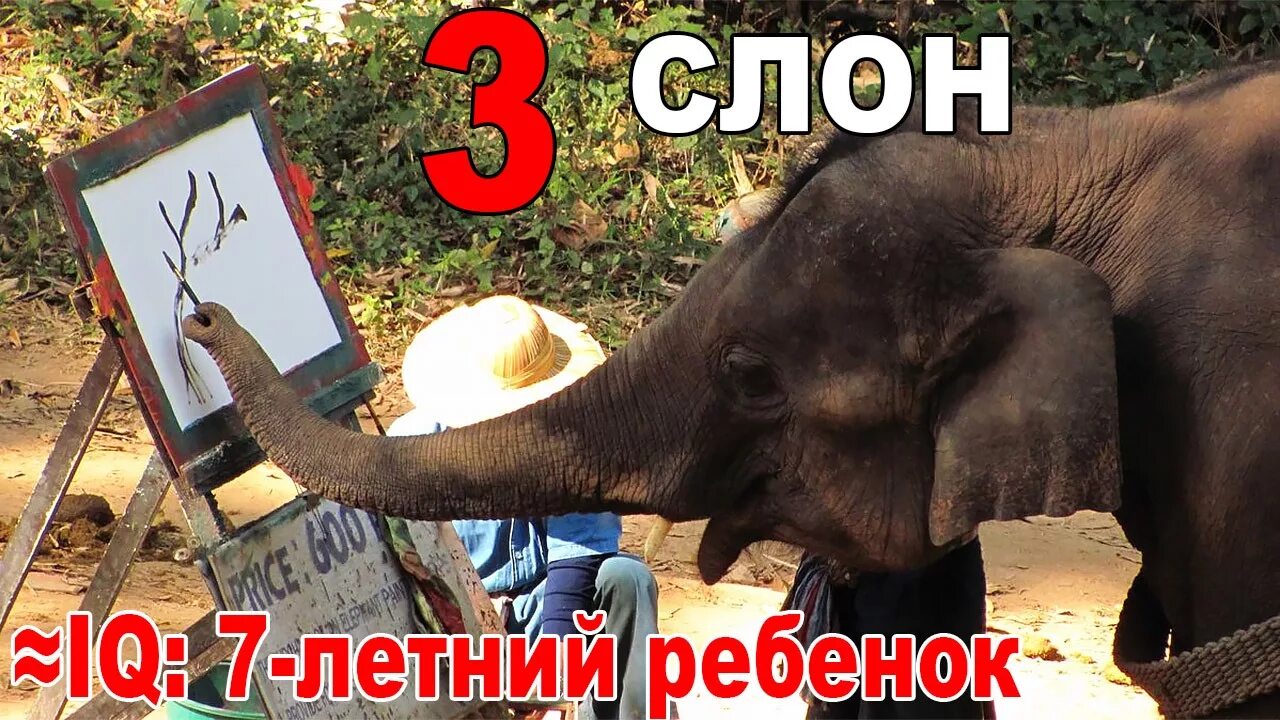 Топ 10 самых умных животных