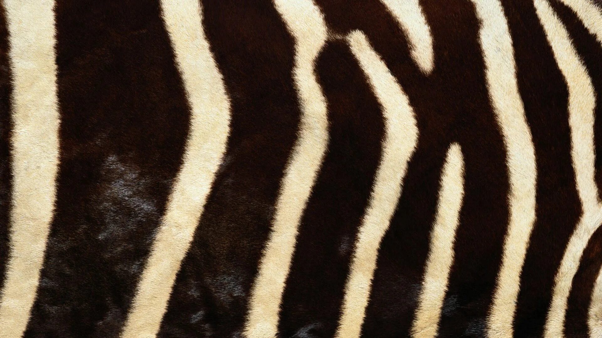 Zebra line