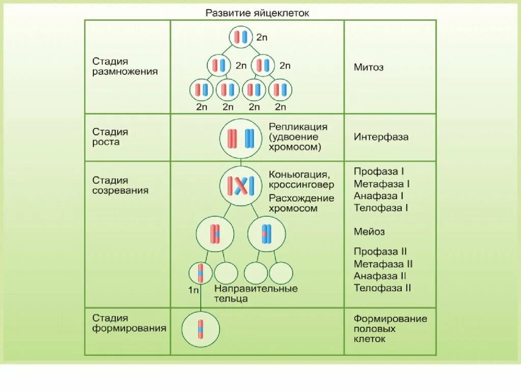 Развитие половых клеток мейоз оплодотворение. Митоз схема гаметогенеза. Образование гамет овогенез. Стадия размножения гаметогенеза.