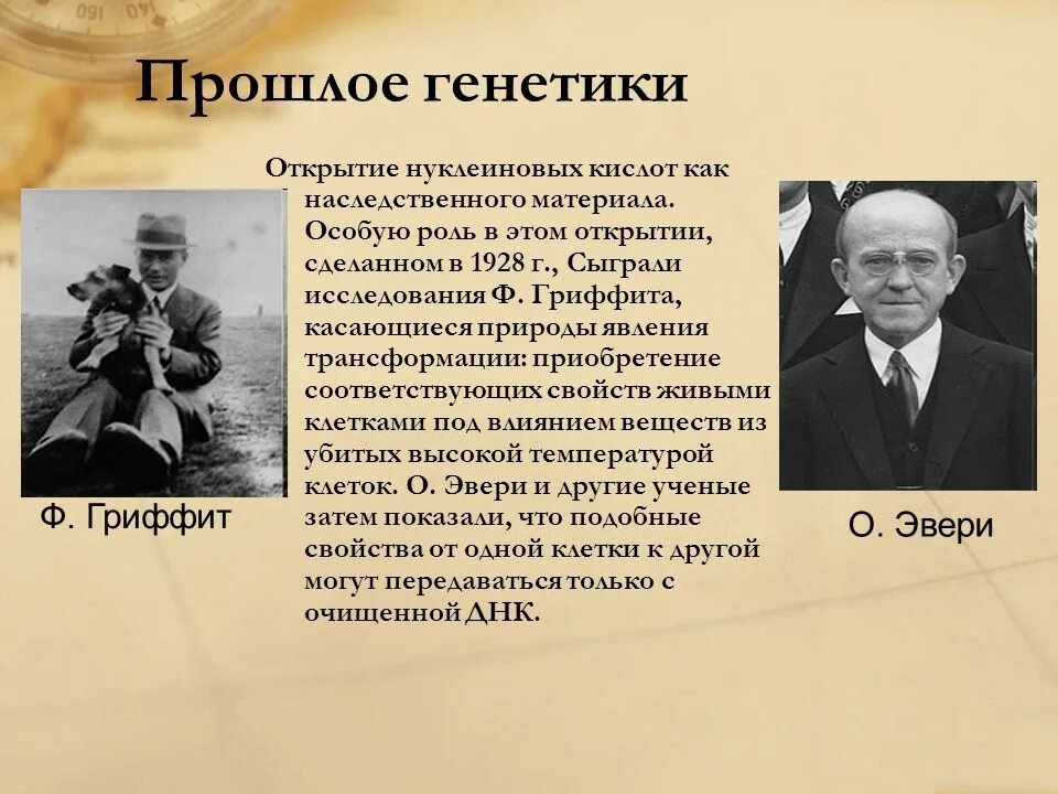 Ученые генетики. Основные исторические этапы развития генетики. Становление науки генетика. Открыватель генетики. Ученые генетики и их открытия.