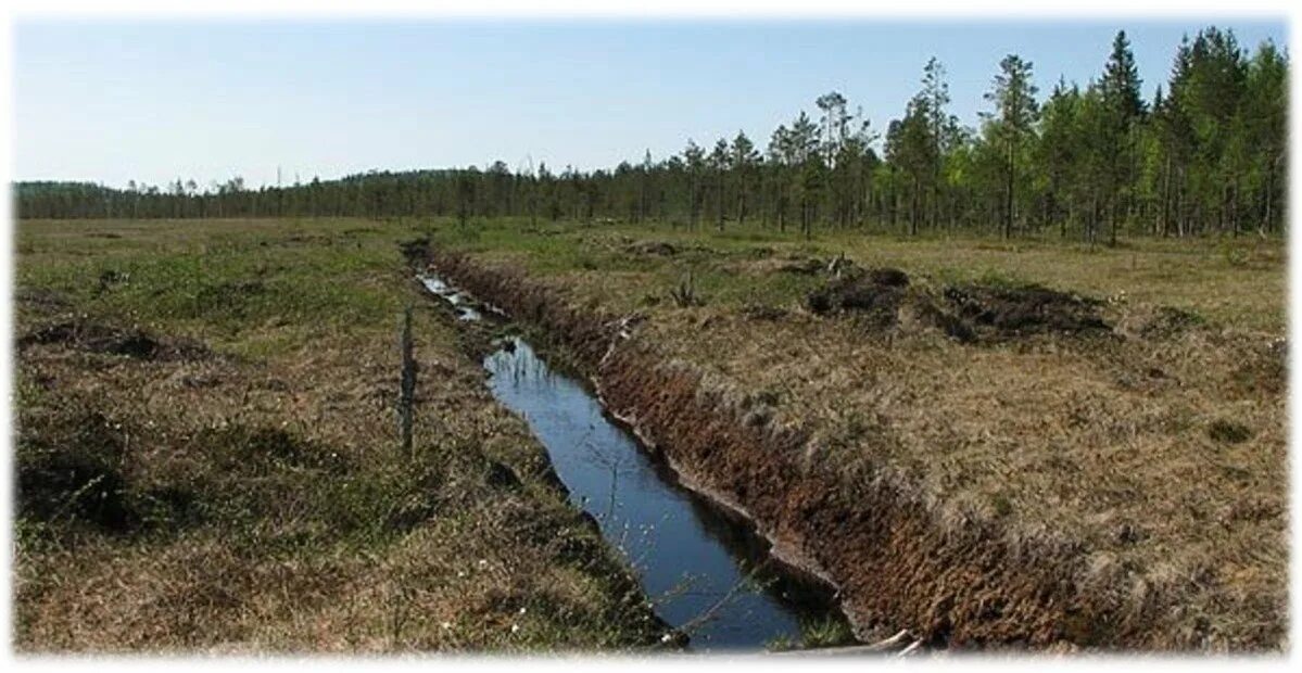 В исследованной воде из местного болота. Болото Сулансуо. Лесоосушительная мелиорация. Мелиорация в Карелии. Мелиорация болотистого участка.