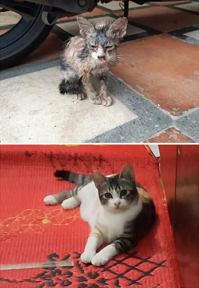 Помоги выбрать кота. Котенок с улицы до и после. Подобрали котенка с улицы. Уличные котята до и после. Бездомные котята до и после.