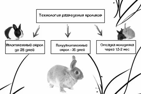 В каком возрасте отсаживают крольчиху