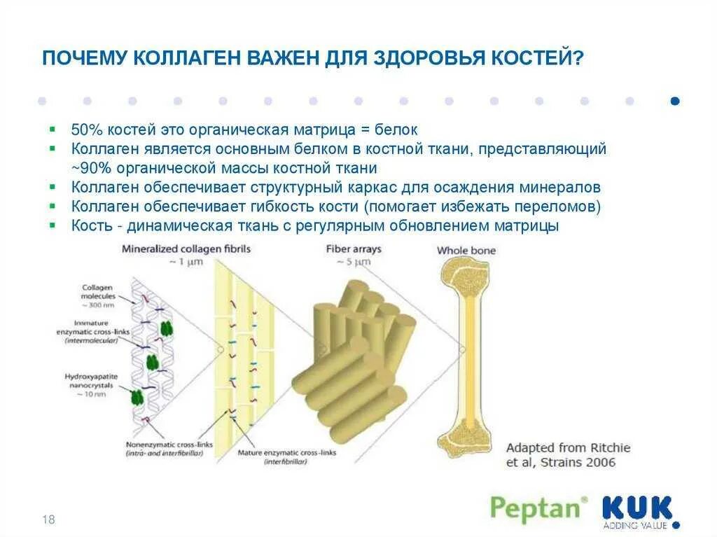 Коллаген эффективность. Коллаген. Роль коллагена в костной ткани. Коллаген кости. Содержание коллагена в кости.