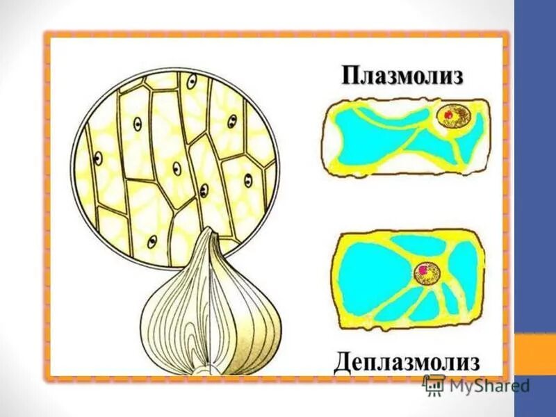 Деплазмолиз рисунок. Деплазмолиз рисунок