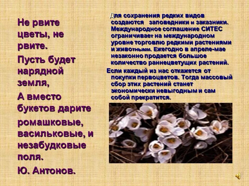 Песня не забыв цветок. Не рвите цветы. Не срывайте редкие растения. Стих не рвите цветы. Не рвите цветы Антонов.