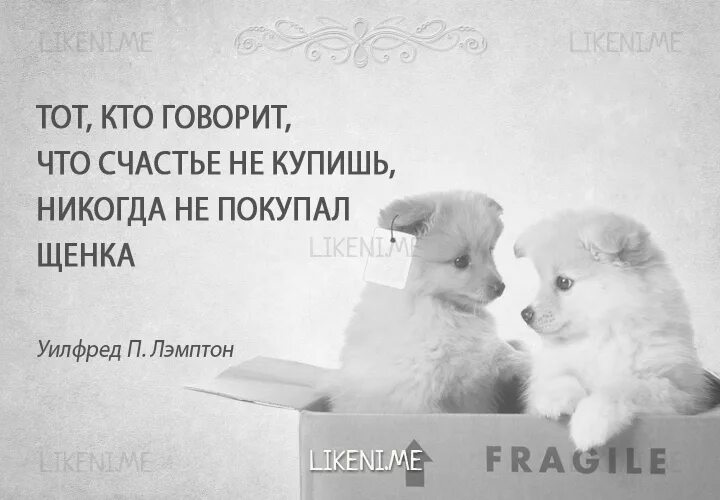 Купил в н е. Собака это счастье цитаты. Афоризмы о собаках. Цитаты о животных для детей. Цитаты про собак.