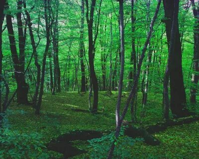 Санкт петербург какие леса